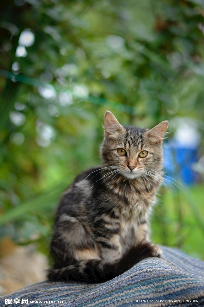 猫