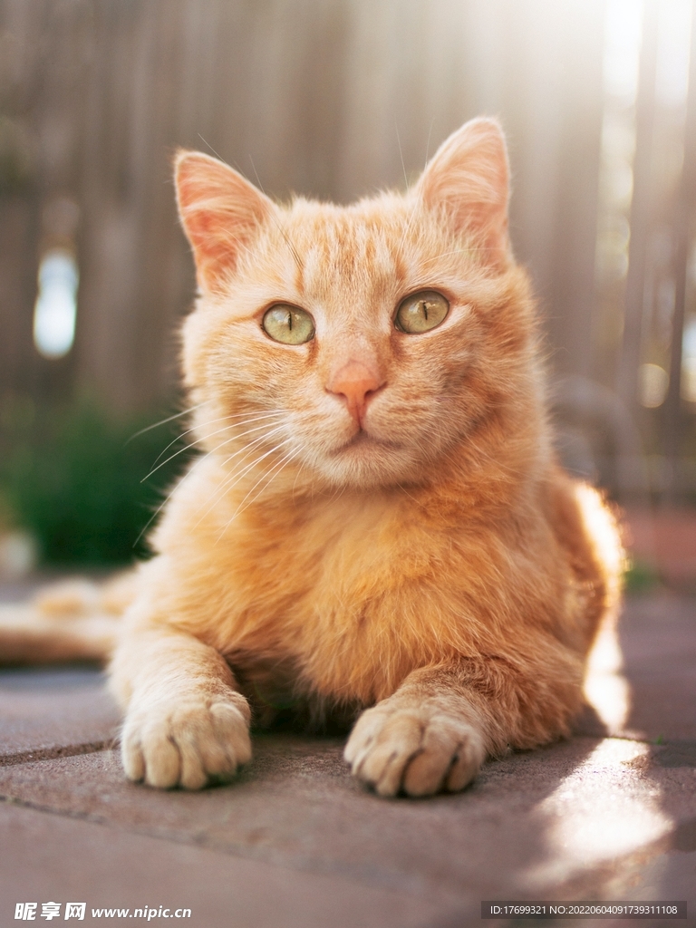 猫