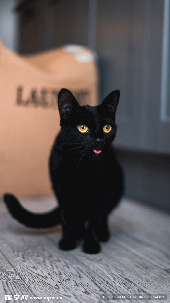 猫