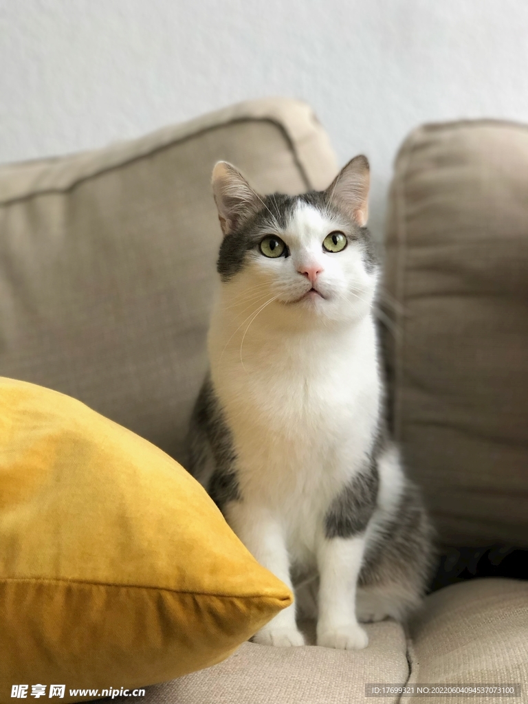 猫