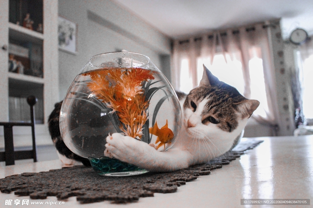 猫