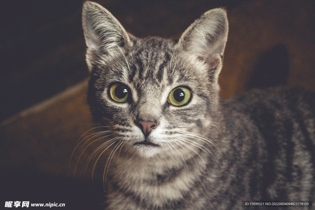 猫