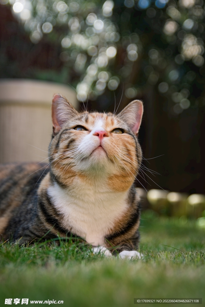 猫