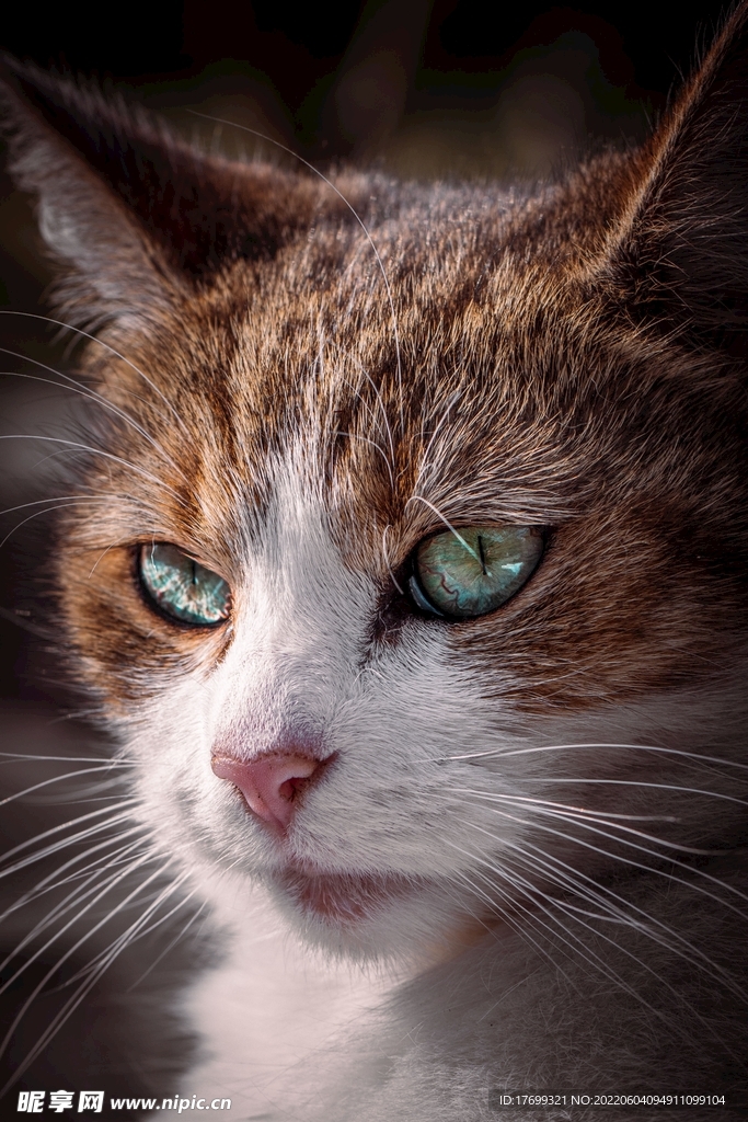 猫