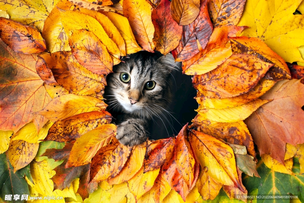 猫