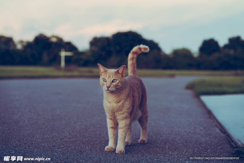 猫