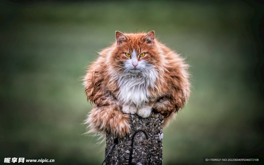 猫