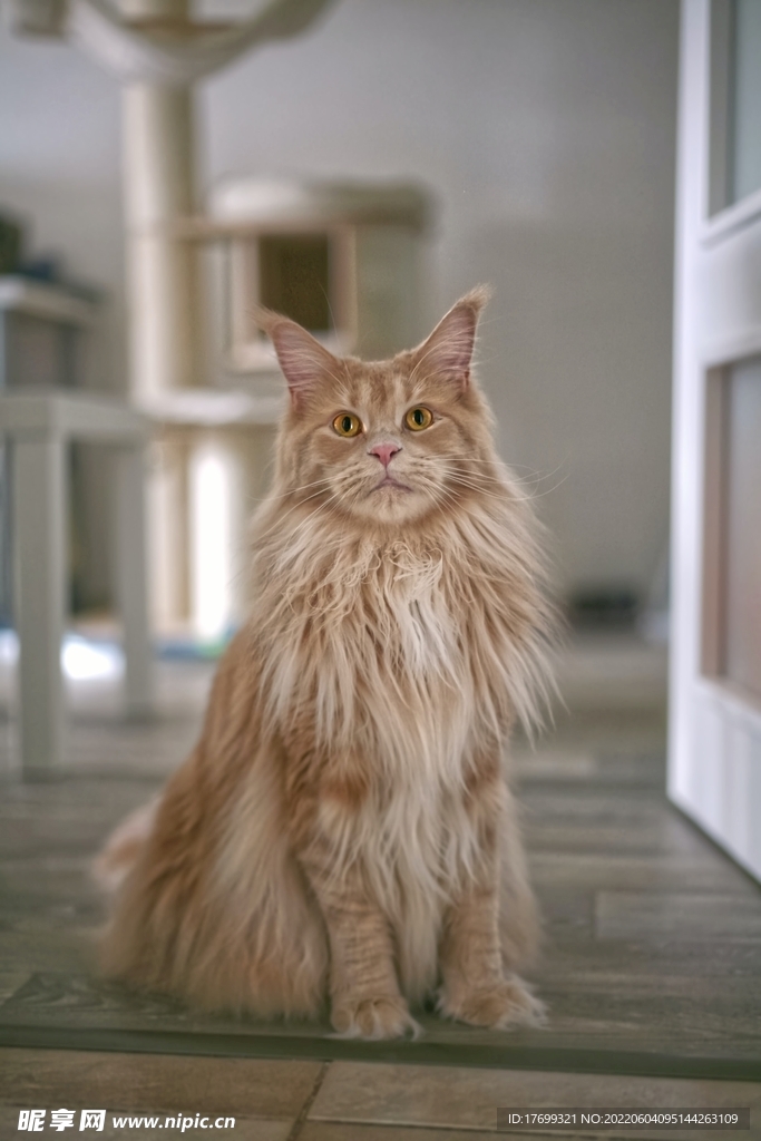 猫