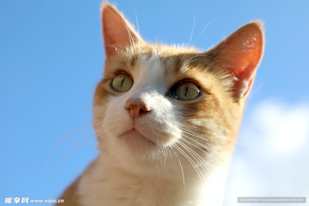 猫