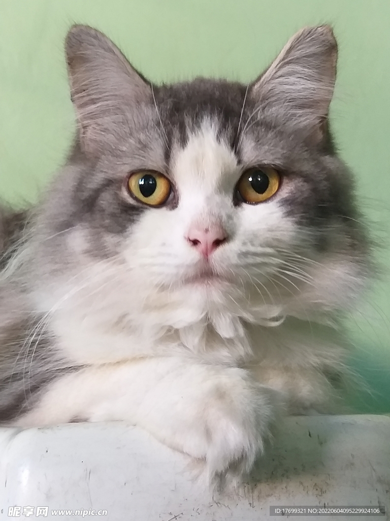 猫