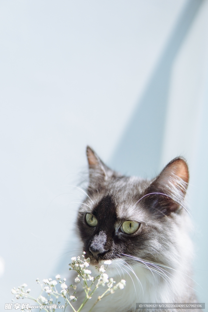 猫