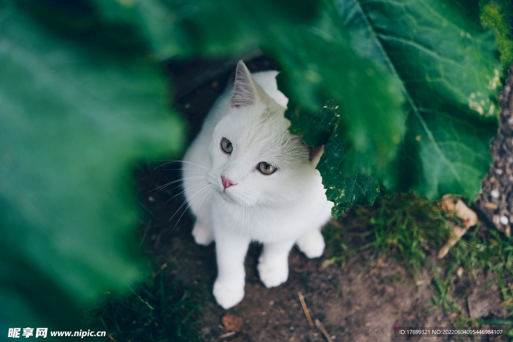 猫
