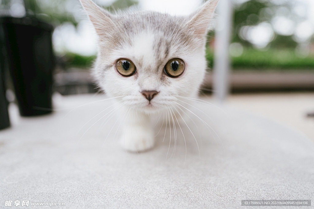 猫