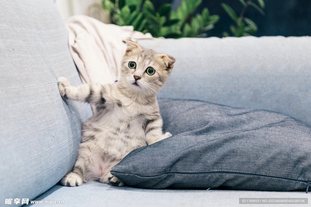 猫