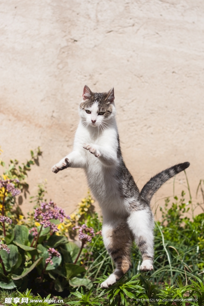 猫