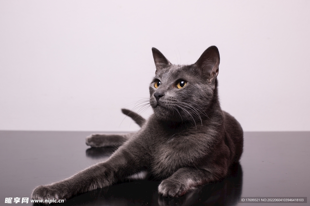 猫