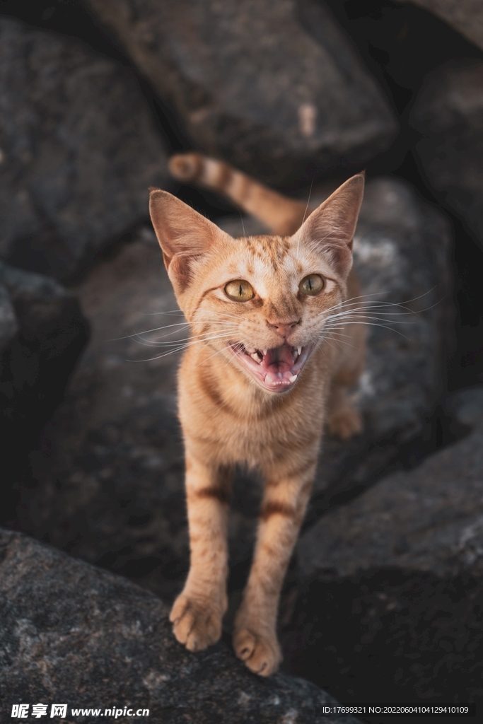 猫