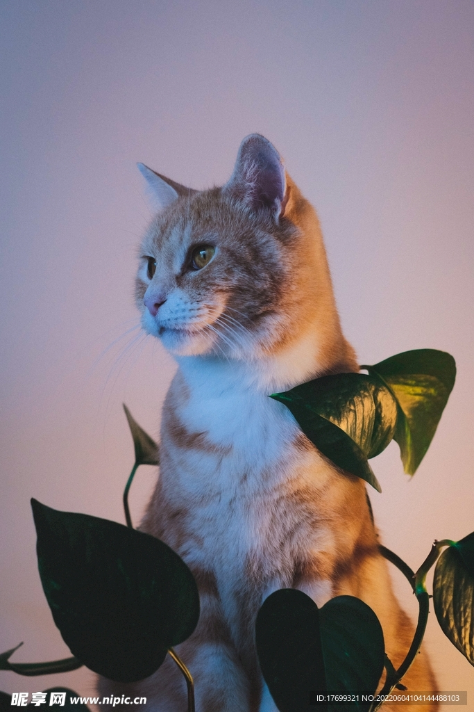 猫