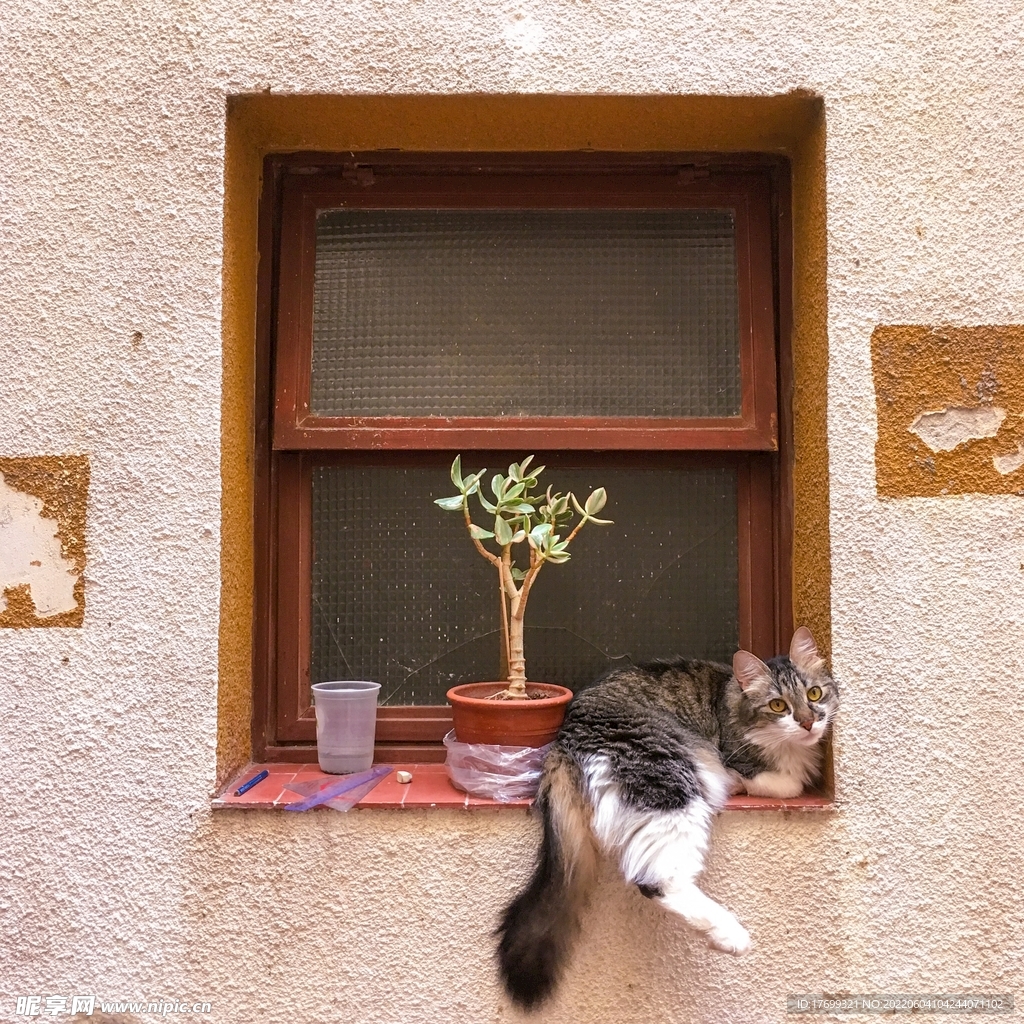 猫