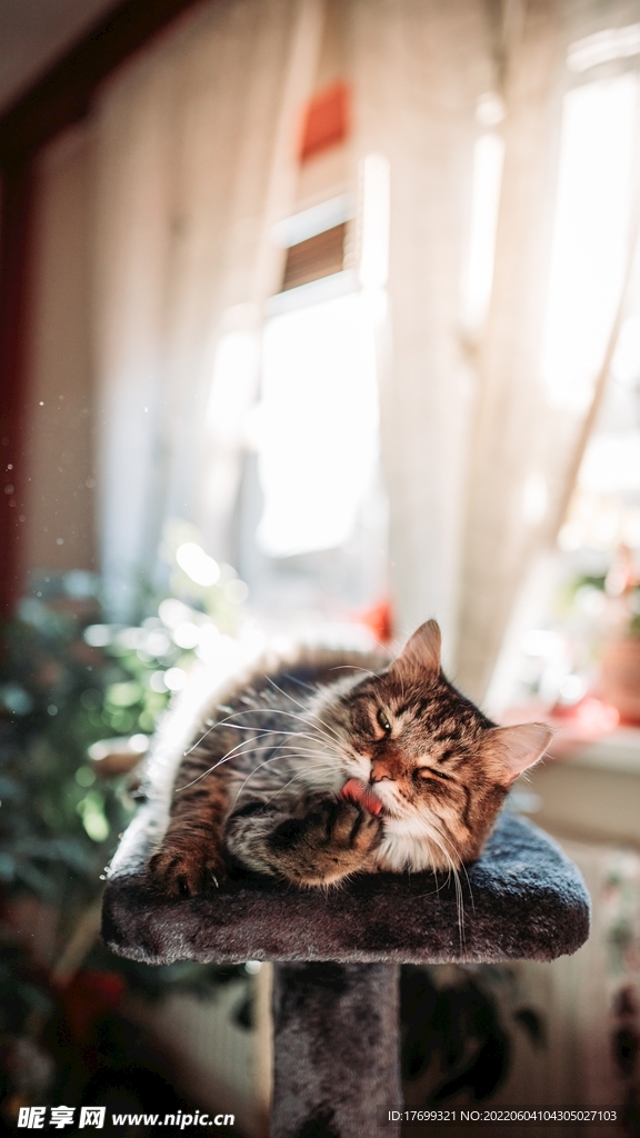 猫