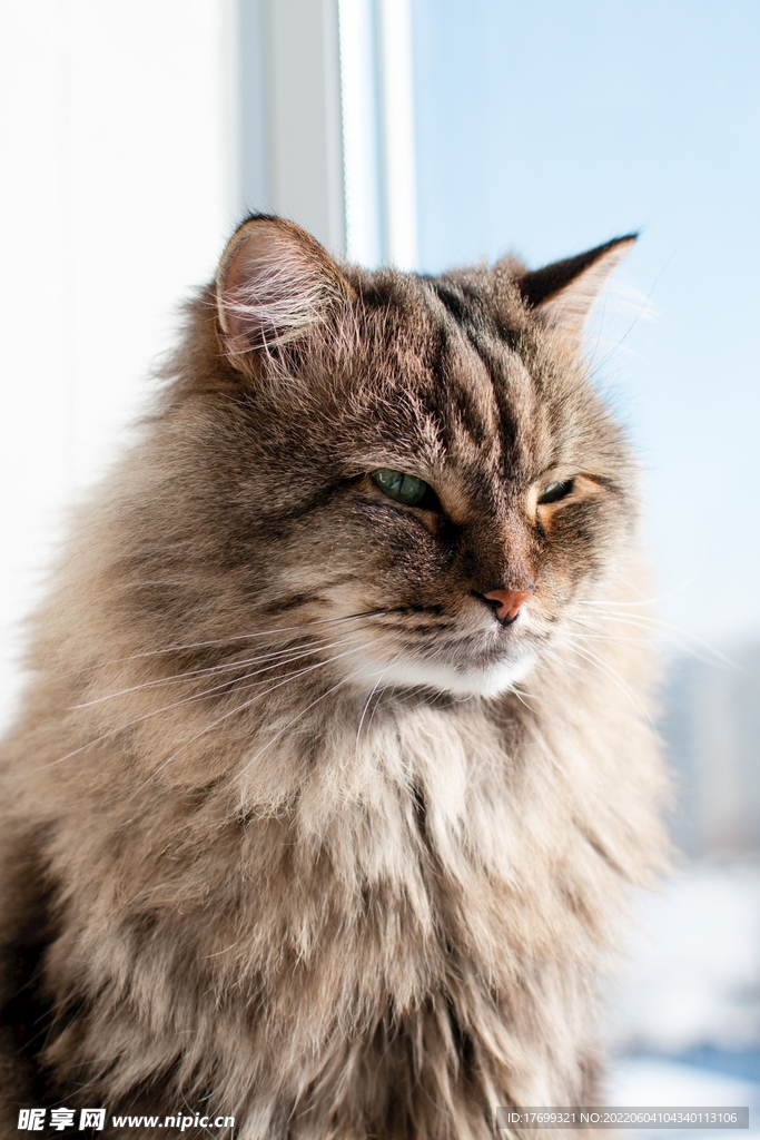 猫