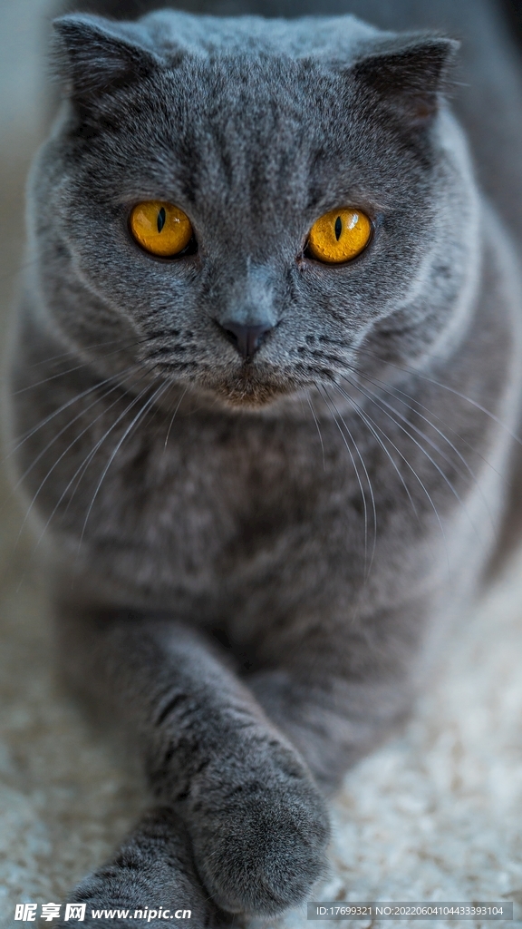 猫