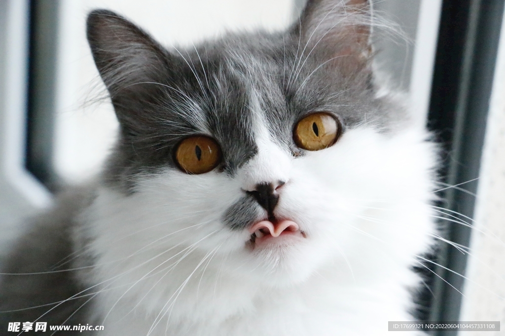猫