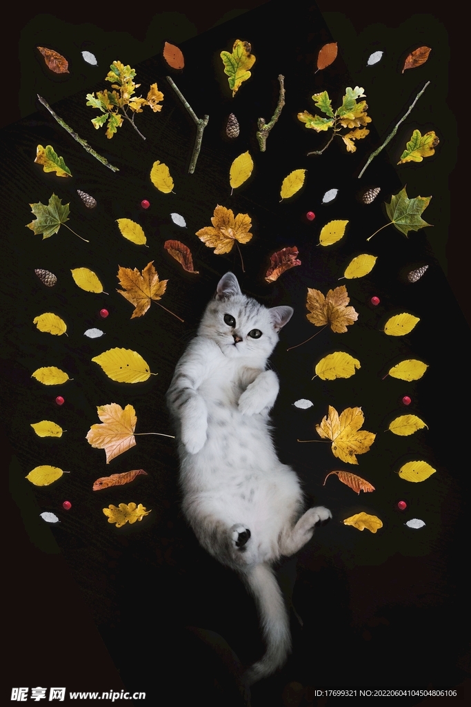 猫