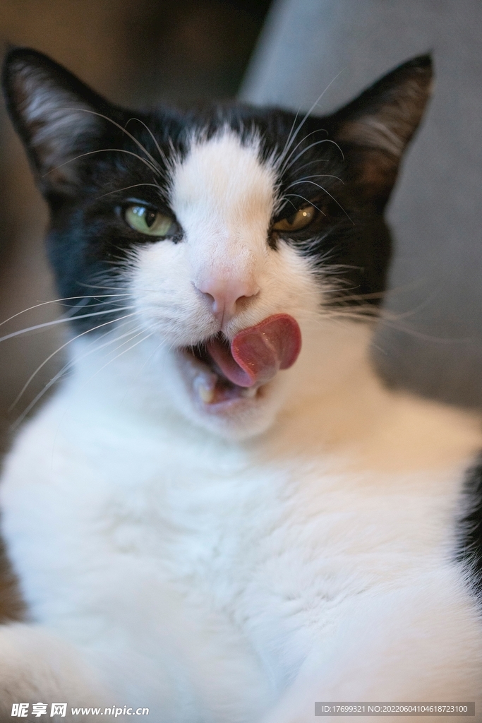 猫