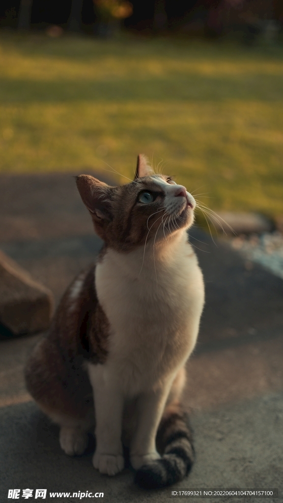 猫