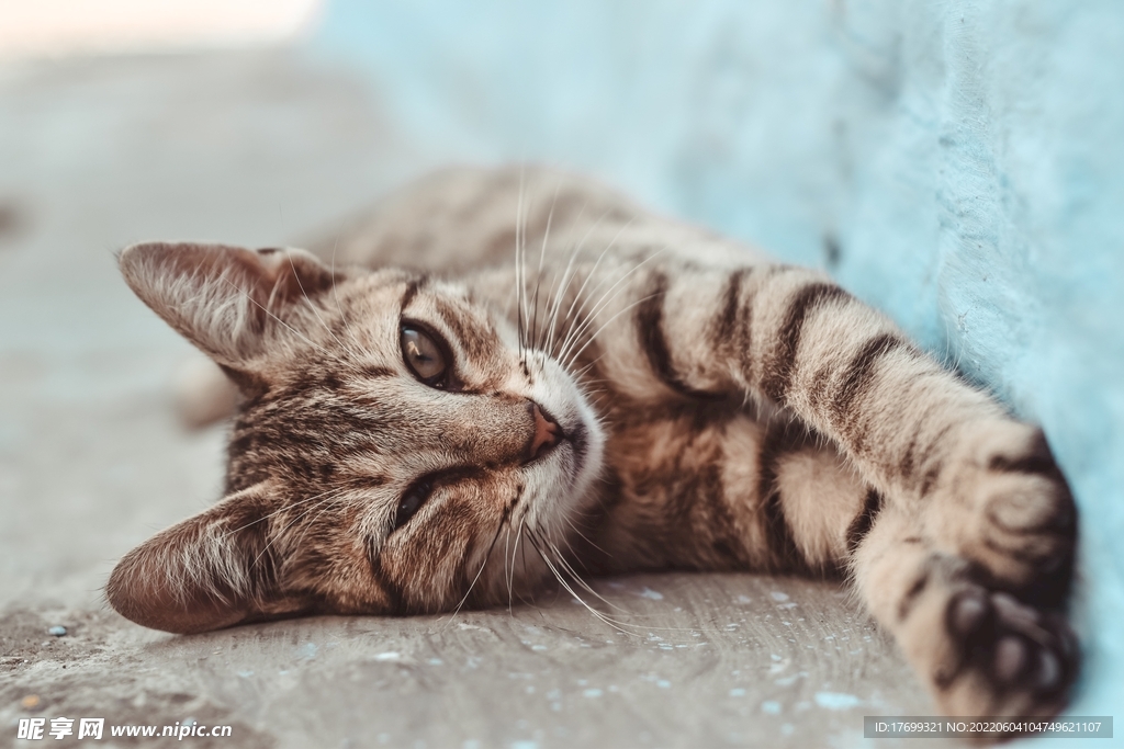 猫