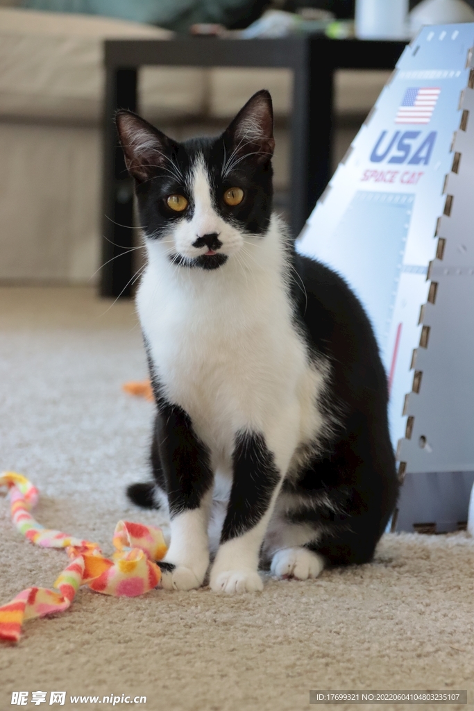 猫