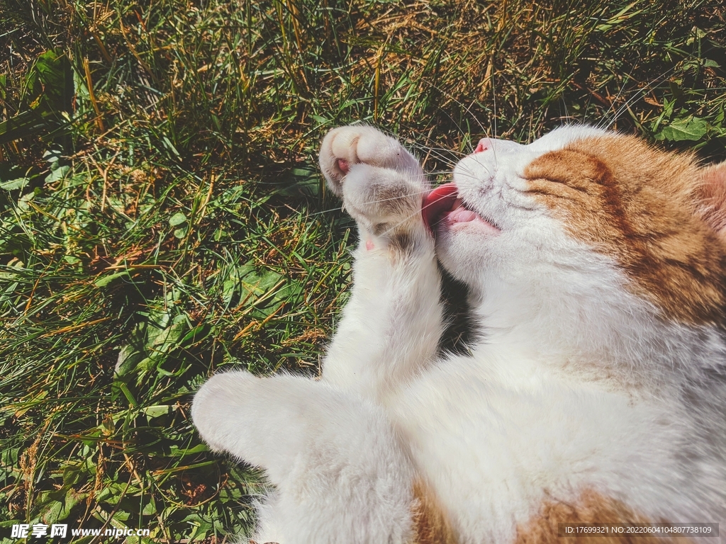 猫