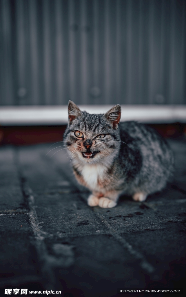 猫