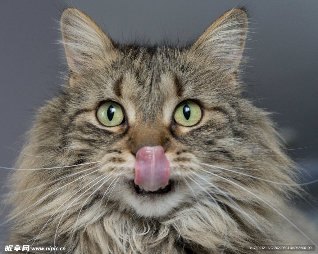 猫