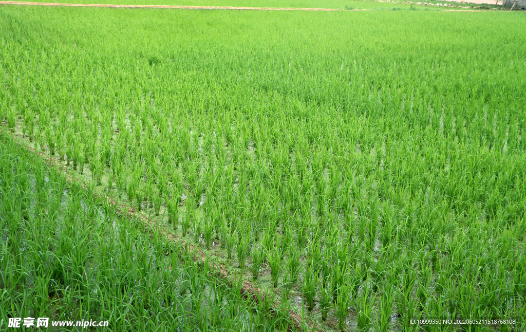 禾苗