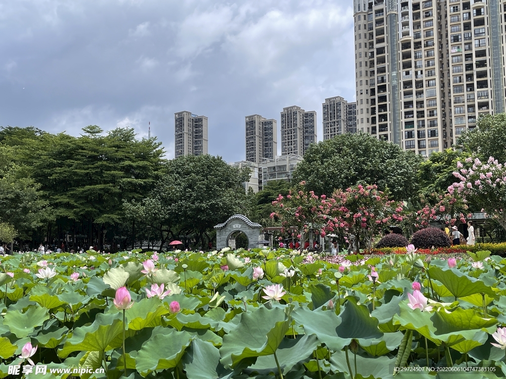 荷花风景