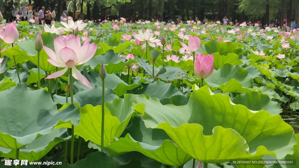 荷花