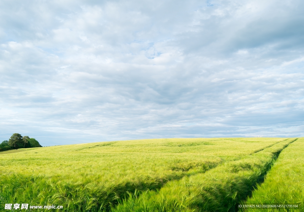 绿色麦田 