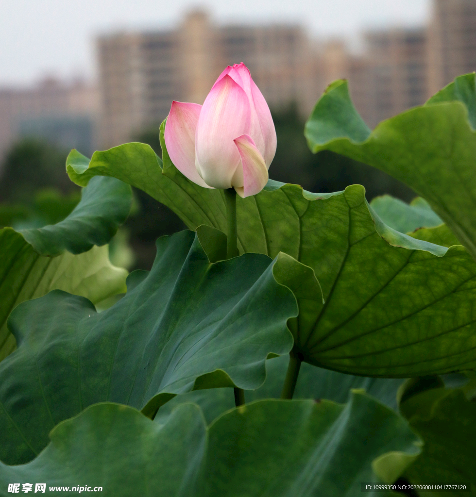 荷花花苞花蕾