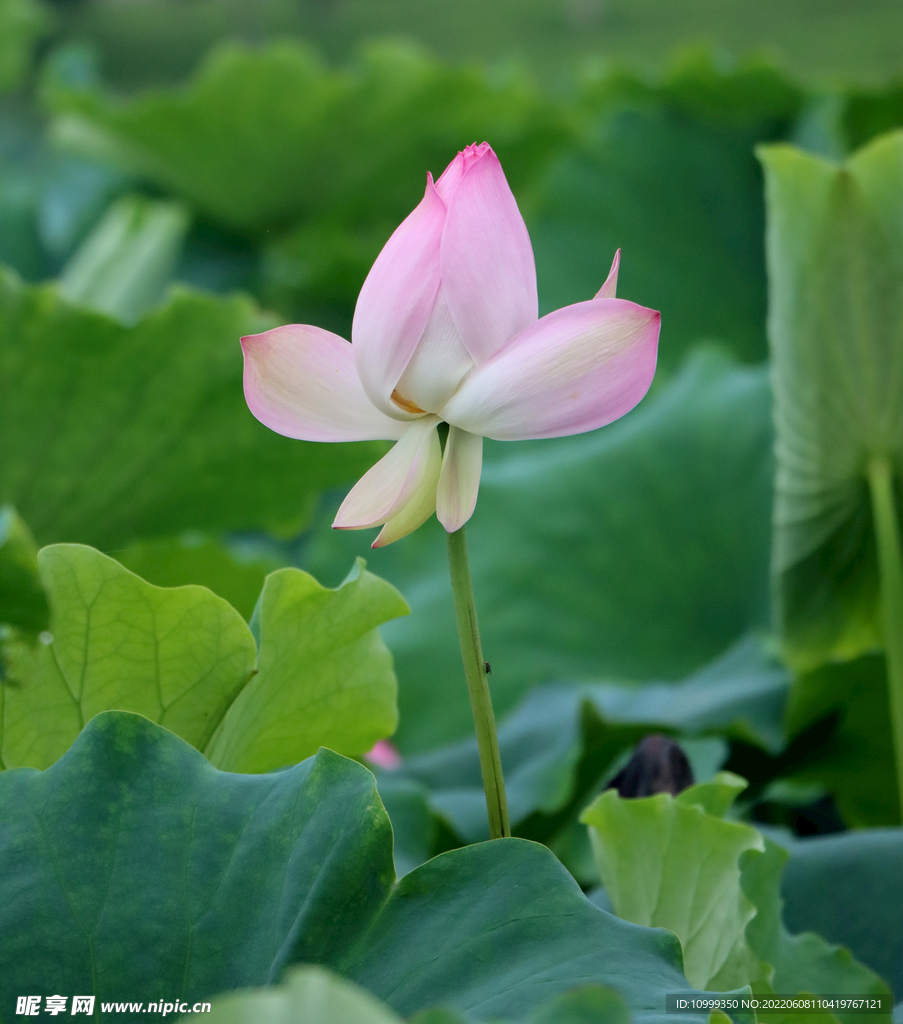 荷花花苞花蕾