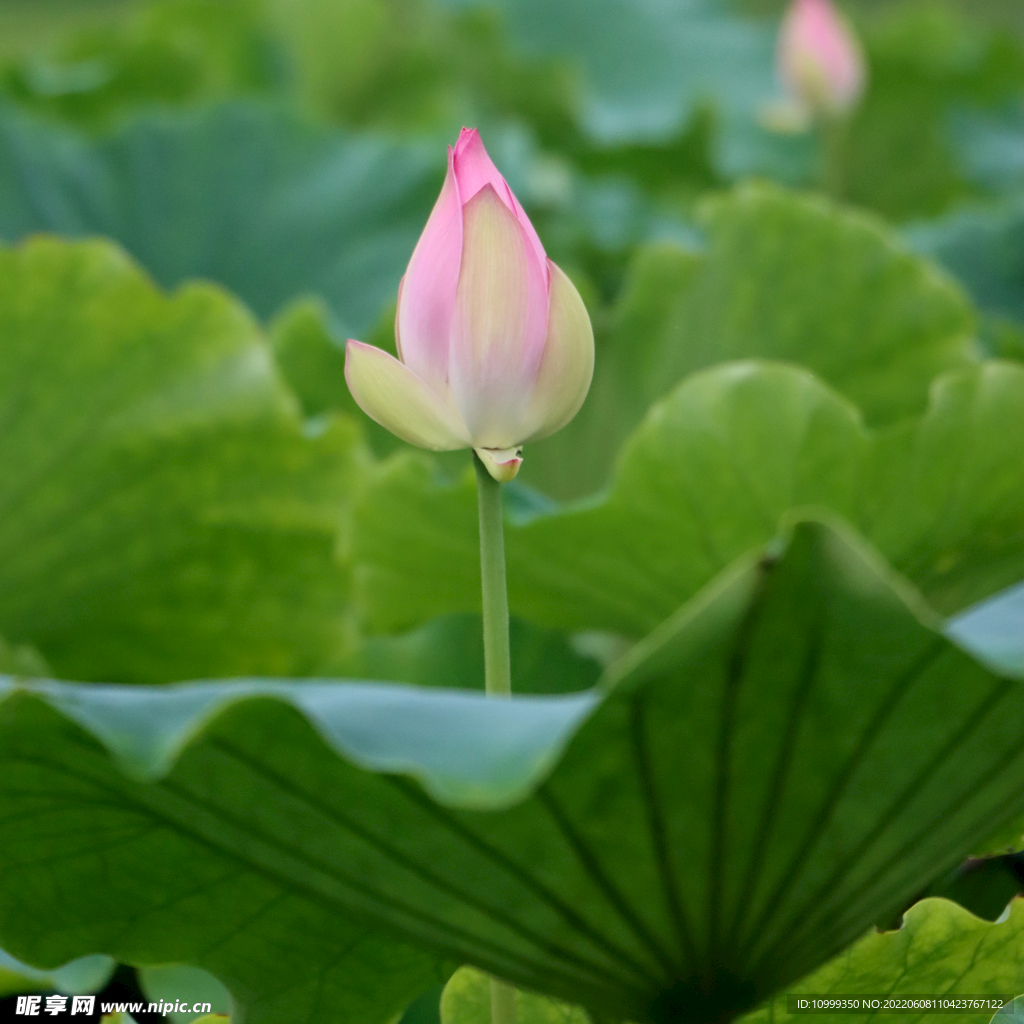 荷花花苞花蕾
