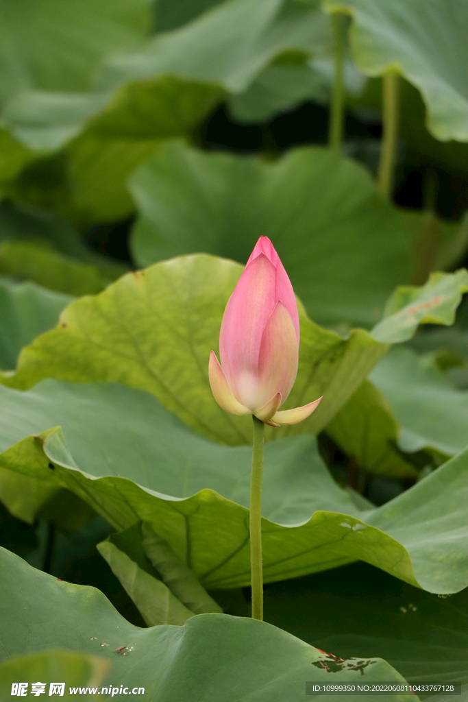 荷花花苞花蕾