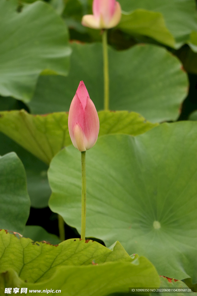 荷花花苞