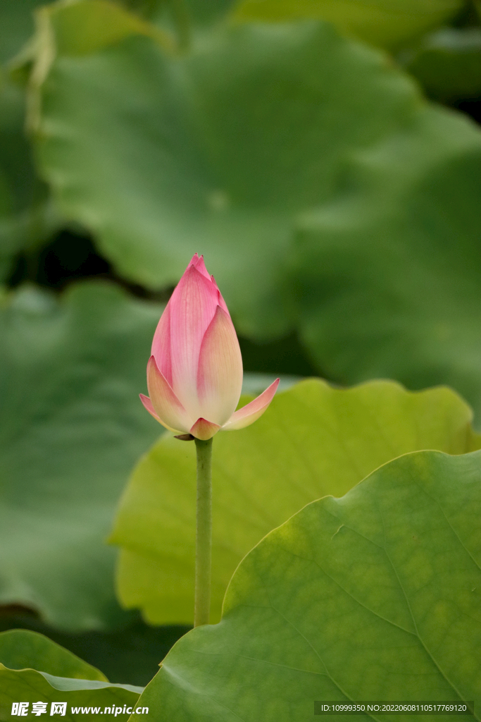 荷花花苞