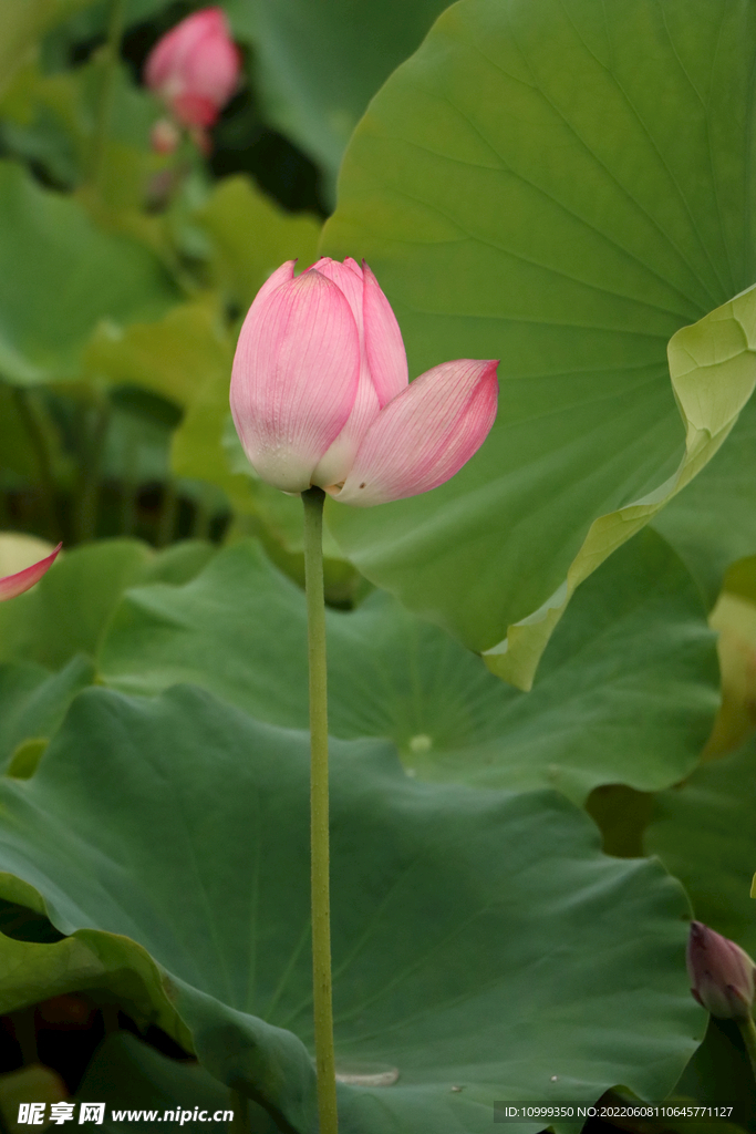 荷花花苞花蕾