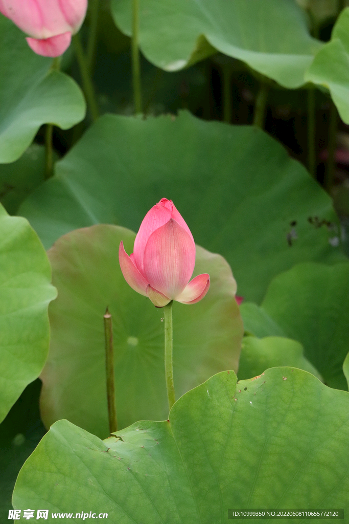 荷花花苞