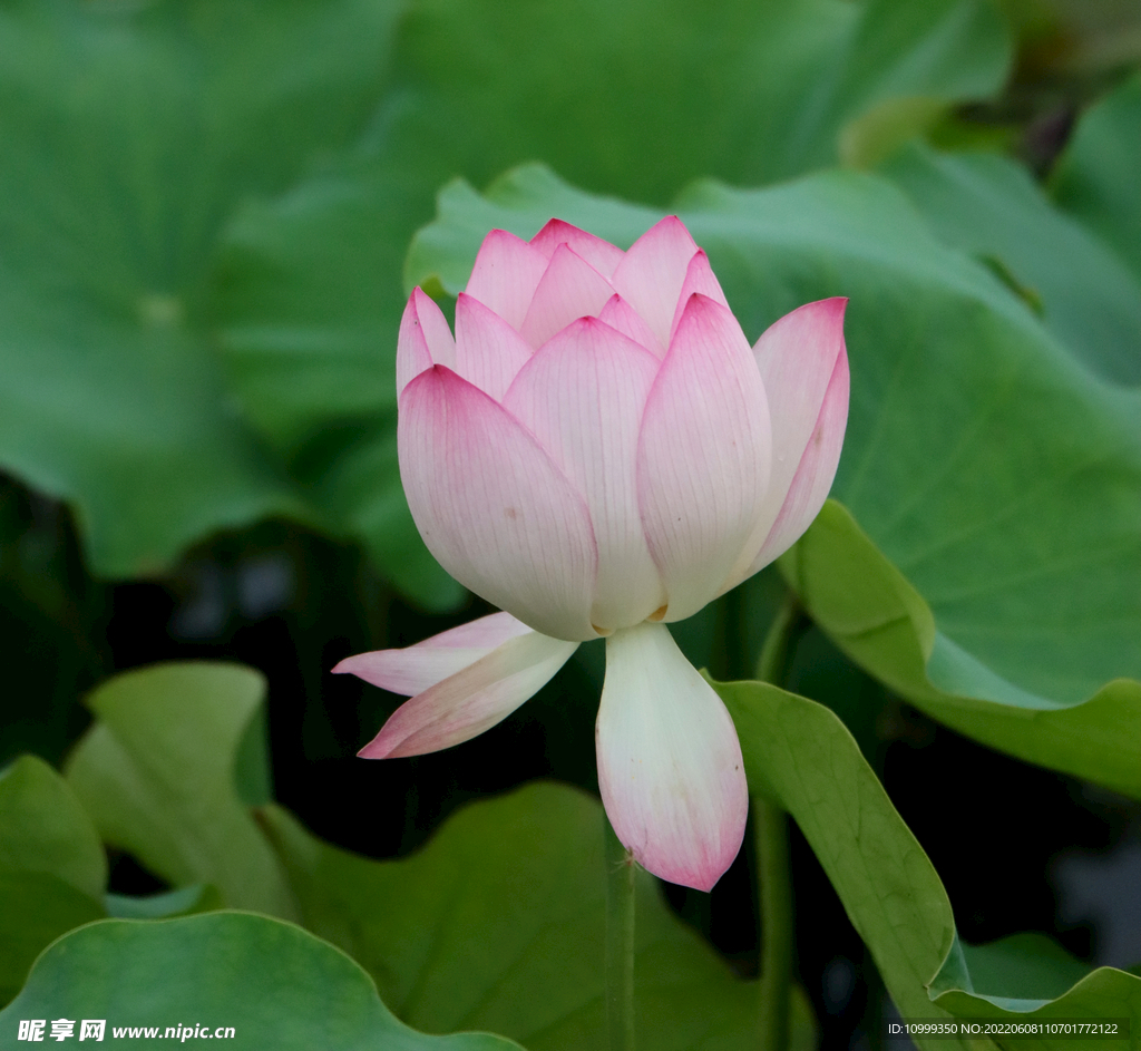 荷花花苞花蕾