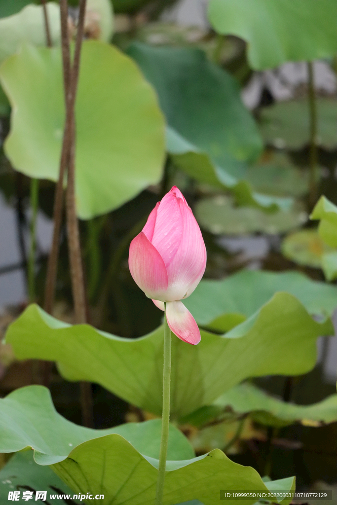 荷花花苞