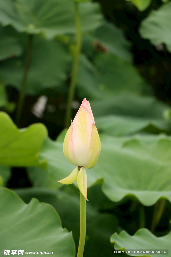 荷花花苞花蕾